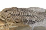 Rare Trilobite (Odontocephalus) - Perry County, Pennsylvania #43791-2